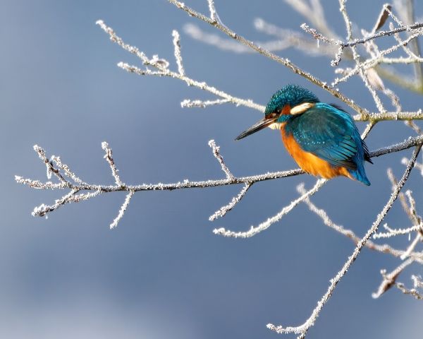 Frosted Kingfisher