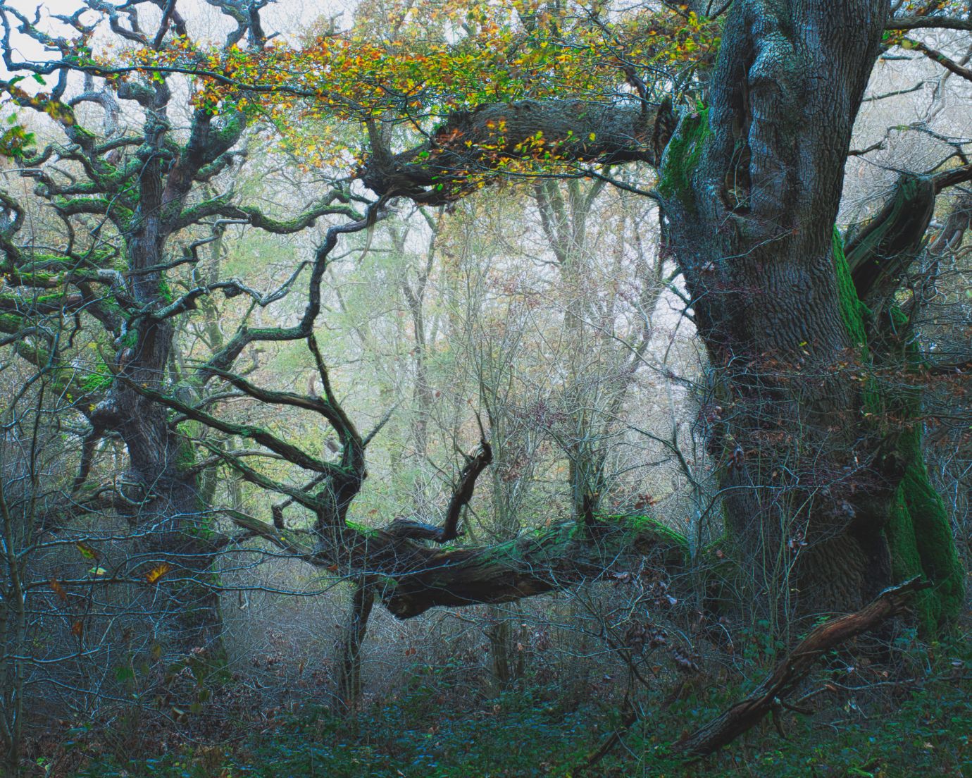 Ancient-oaks-outreach-savernake-forest-wiltshire-autumn-v3-F9034-16112025