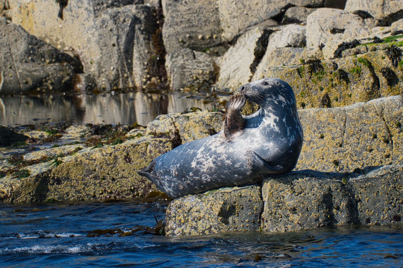 Grey-Seal-Farne-Islands-Northumberland-F3356-21052025