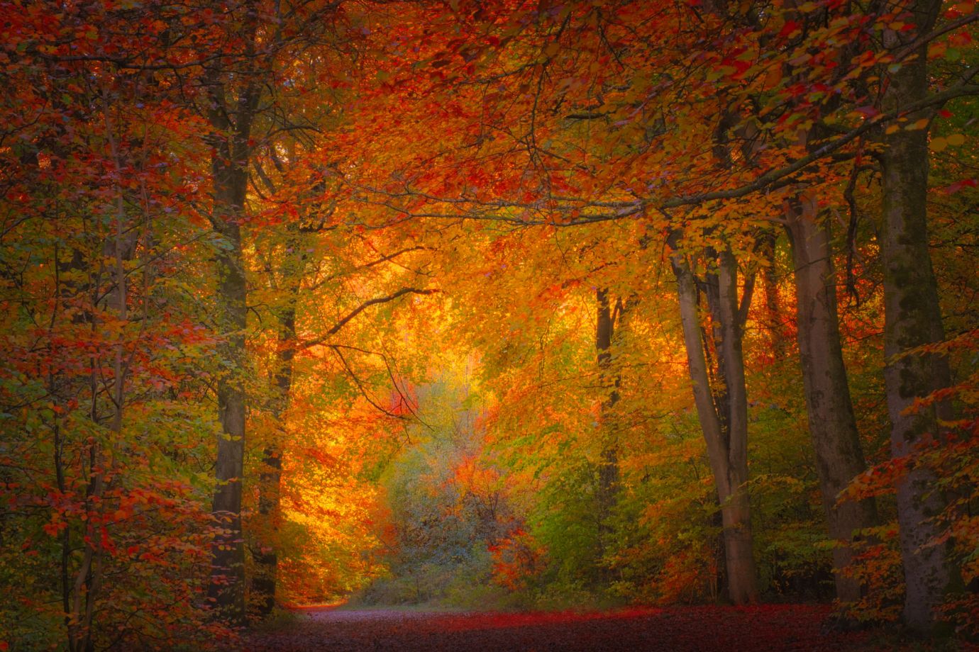 Savernake-Forest-Wiltshire-Autumn-final-F8819-02112025