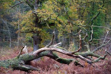 Autumn-colours-fallen-tree-Savernake-Forest-Wiltshire-0205-12112022 Autumn-colours-fallen-tree-Savernake-Forest-Wiltshire-0205-12112022