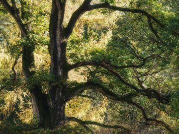 Autumn-gold-colours-Savernake-Forest-Wiltshire-0098to0100--04112022