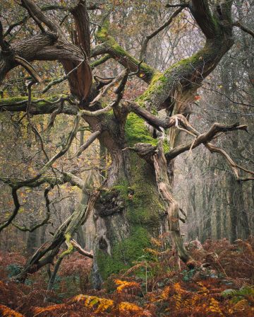 Dragons-eye-old-oak-savernake-forest-wiltshire-autumn-final-F9066-16112025