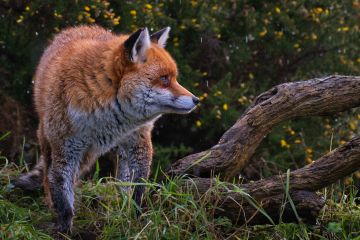 Fox-British-wildlife-centre-Lingfield-F6036-16012026