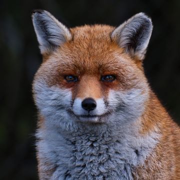 Fox-portrait-British-Wildlife-Centre-Lingfield-F6024-16012026