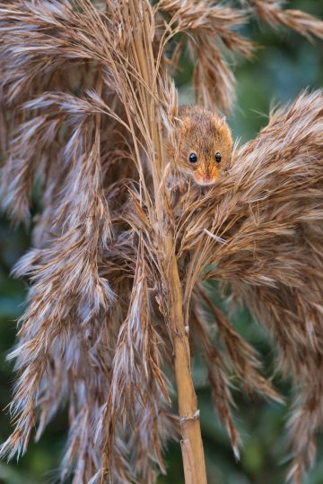 Harvest-Mouse-British-Wildlife-Centre-Lingfield-F6160-16012026