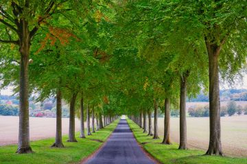 Moor-Crichel-Beech-Avenue-autumn-LNV2-AP-F8002-10052025 Moor-Crichel-Beech-Avenue-autumn-LNV2-AP-F8002-10052025