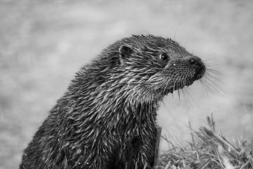 Otter-British-Wildlife-Centre-Lingfield-monochrome-AP-F6761-16012026