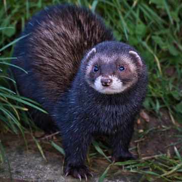 Polecat-British-Wildlife-Centre-Lingfield-F6891-16012026