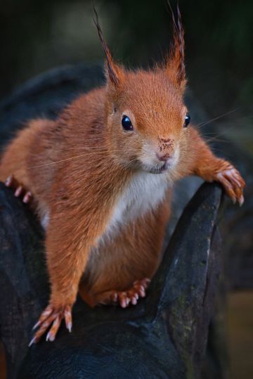 Red-squirrel-british-wildlife-centre-lingfield-F5086-16012026