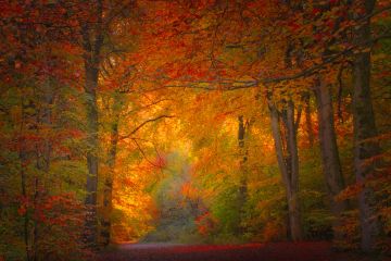 Savernake-Forest-Wiltshire-Autumn-final-F8819-02112025