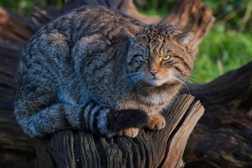 Scottish-wildcat-British-Wildlife-Centre-Lingfield-AP-F6383-16012026