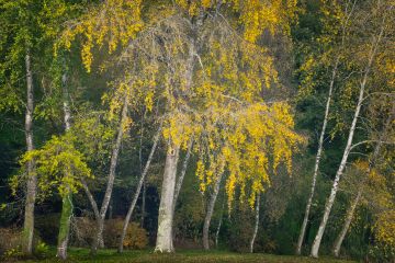 Silver-birch-group-Stourhead-Wiltshire-autumn-LN-F8789-27102025